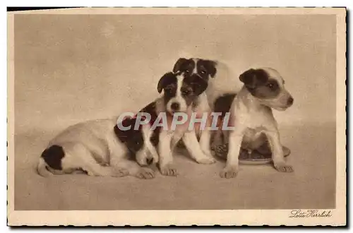 Cartes postales Chien Chiens