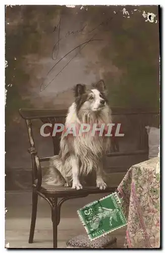 Cartes postales Chien Chiens