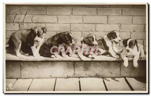 Cartes postales Chien Chiens