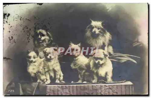 Cartes postales Chien Chiens