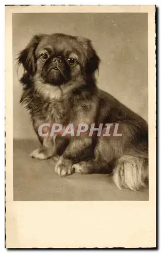 Cartes postales Chien Chiens