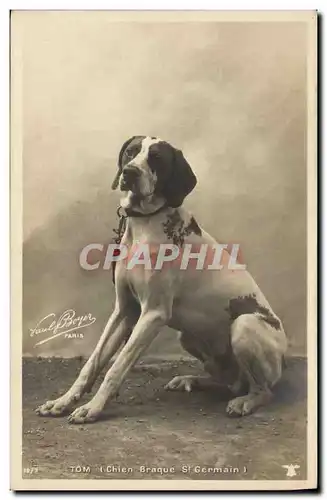 Cartes postales Chien Chiens Tom Chien braque St Germain