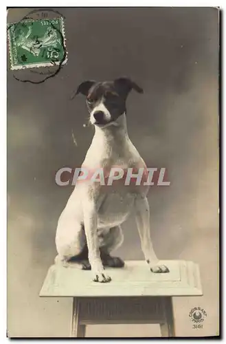 Cartes postales Chien Chiens