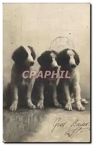 Cartes postales Chien Chiens