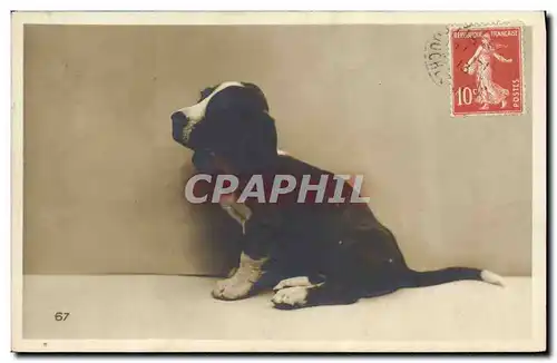 Cartes postales Chien Chiens