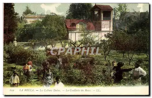 Cartes postales Cueillette des roses La Bocca La culture Dalou TOP