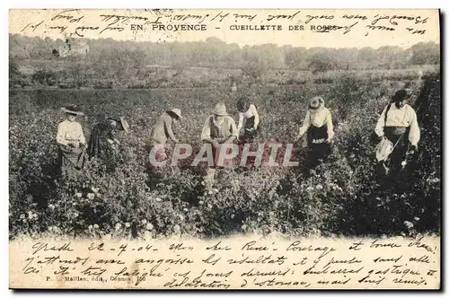 Ansichtskarte AK Cueillette des roses En Provence