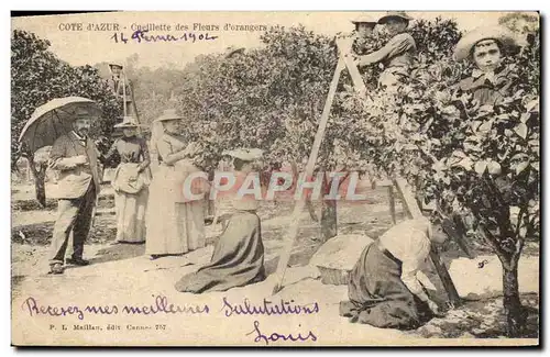 Cartes postales Cueillette des fleurs d&#39oranger Cote d&#39Azur