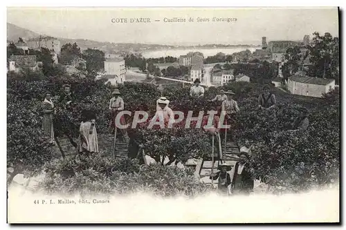 Ansichtskarte AK Cueillette de fleurs d&#39oranger Cote d&#39Azur