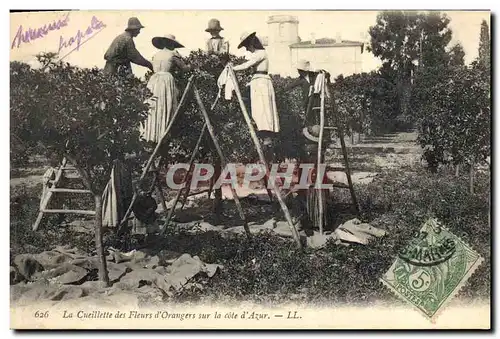 Cartes postales Cueillette des fleurs d&#39orangers sur la Cote d&#39Azur