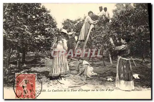 Ansichtskarte AK Cueillette de la fleur d&#39oranger sur la Cote d&#39Azur