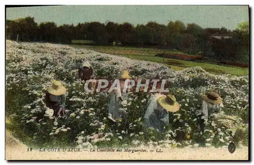 Cartes postales Cueillette des Marguerites Cote d&#39Azur