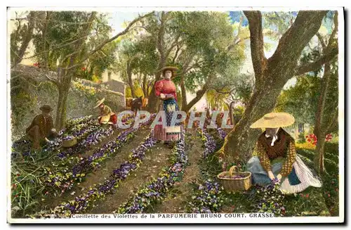 Cartes postales Cueillette des violettes de la Parfumerie Bruno Court Grasse
