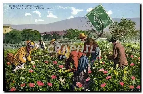 Ansichtskarte AK Cueillette des roses Cote d&#39Azur