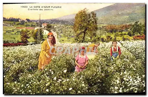 Cartes postales Cueillette des jasmins Cote d&#39Azur fleurie