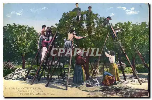 Cartes postales Cueillette de la fleur d&#39oranger Cote d&#39Azur