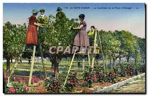 Cartes postales Cueillette de la fleur d&#39oranger Cote d&#39Azur