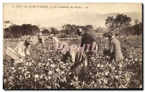 Ansichtskarte AK Cueillette des roses Cote d&#39Azur