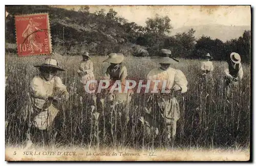 Cartes postales Cueillette des tubereuses Cote d&#39Azur