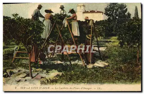 Cartes postales Cueillette des fleurs d&#39oranger Cote d&#39Azur