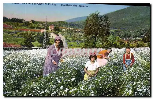 Cartes postales Cueillette des jasmins Cote d&#39Azur