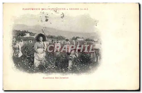 Cartes postales Cueillette des jasmins Parfurmerie Molinard Jeune a Grasse