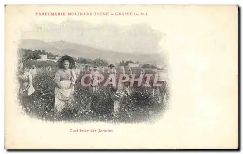 Cartes postales Cueillette des jasmins Parfurmerie Molinard Jeune a Grasse