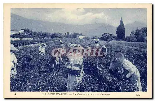 Cartes postales Cueillette du jasmin Cote d&#39Azur