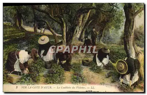 Cartes postales Cueillette des violettes Cote d&#39Azur