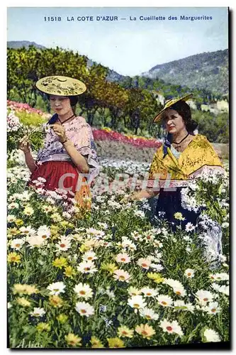 Cartes postales Cueillette des Marguerites Cote d&#39Azur