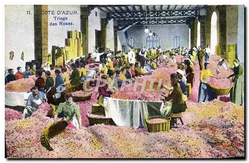 Cartes postales Cueillette Triage des roses Cote d&#39Azur