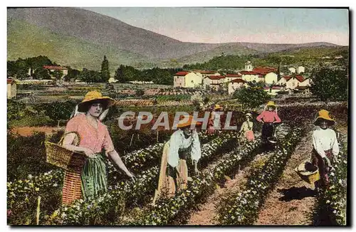 Cartes postales Cueillette du jasmin Cote d&#39Azur