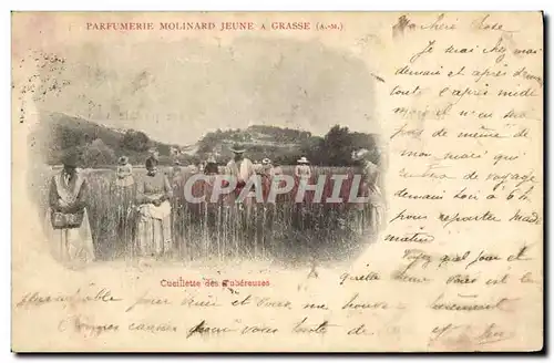 Cartes postales Cueillette des Tubereuses Parfurmerie Molinard Jeune a Grasse