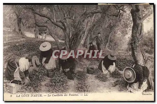 Ansichtskarte AK Cueillette des violettes Cote d&#39Azur