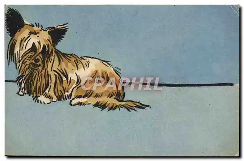 Vintage Postcard Dog Dogs�