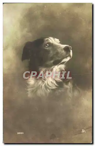 Cartes postales Chien Chiens