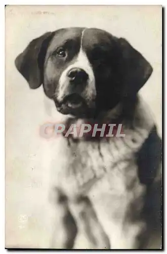 Cartes postales Chien Chiens