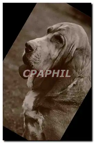 Cartes postales Chien Chiens