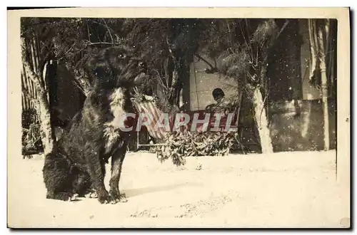 Cartes postales Chien Chiens