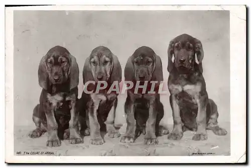 Cartes postales Chien Chiens