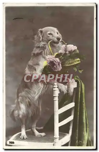 Cartes postales Chien Chiens