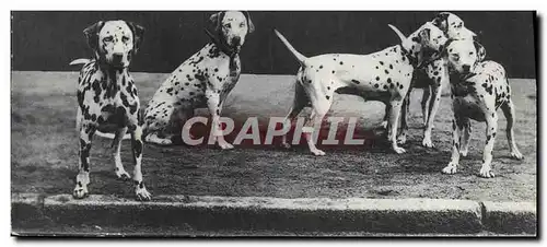 Cartes postales Chien Chiens Dalmatiens