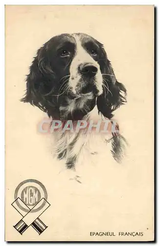 Cartes postales Chien Chiens Epagneul Francais