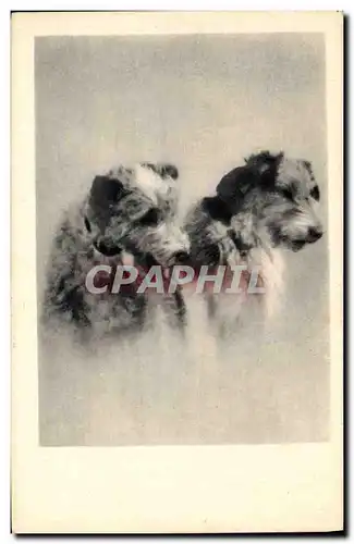 Cartes postales Chien Chiens