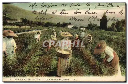 Cartes postales Cueillette du jasmin Cote d&#39Azur