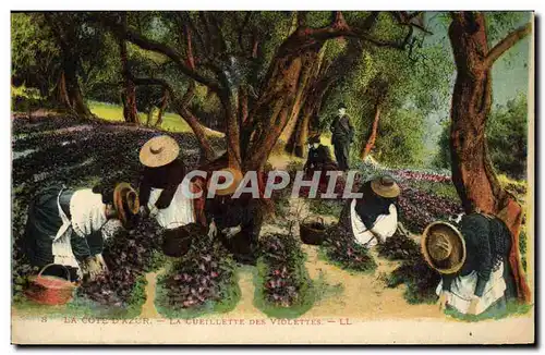 Cartes postales Cueillette des violettes Cote d&#39Azur