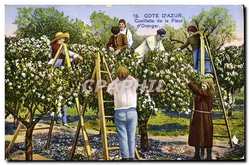 Cartes postales Cueillette de la fleur d&#39oranger Cote d&#39Azur