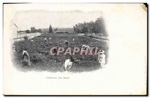 Cartes postales Cueillette des roses
