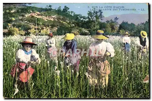 Cartes postales Cueillette des tubereuses Cote d&#39Azur