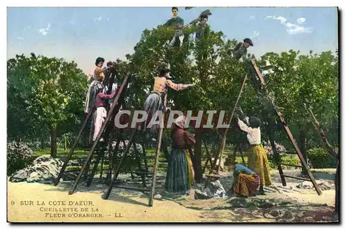 Cartes postales Cueillette de la fleur d&#39oranger Cote d&#39Azur